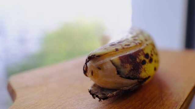 fruit flies, Drosophila melanogaster, crawl over an overripe banana, lay larvae, gray, white fluffy mold, concept, fruit decay process, mycotoxins affect people's health, rotting food