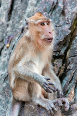 Portrait wild long tailed Macaque eating bananas sitting in Khao Takiab Monkey Mountain, Thailand. The mountain is about 6km south of Hua Hin.