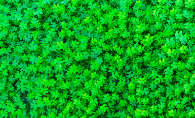 background of green garden clover , trefiol texture closeup, forest nature wallpaper , pattern of shamrock, spring fresh green ground backdrop