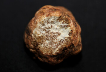White truffle mushroom close up background botanical prints tuber magnatum family tuberaceae big size high quality picture