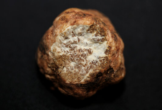 White truffle mushroom close up background botanical prints tuber magnatum family tuberaceae big size high quality picture