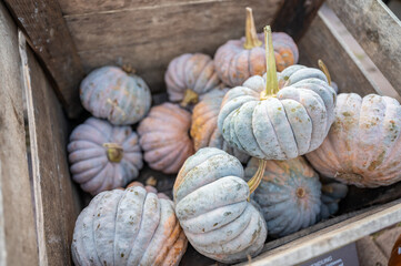 Close-up wooden box filled with colorful pumpkin ornamental gourds at a farm for sale, view from...