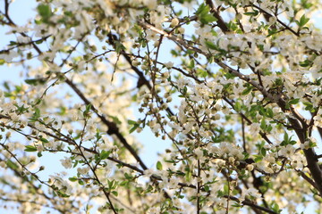 Blured picture. Out of focus. White flowers on an apple tree. Selective focus. Copy space