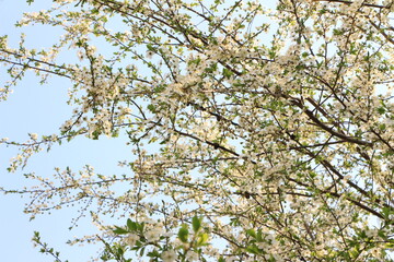 Blured picture. Out of focus. White flowers on an apple tree. Selective focus. Copy space