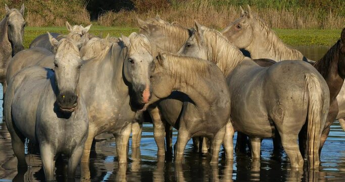 Camargue Horse, Herd standing in Swamp, Saintes Marie de la Mer in Camargue, in the South of France, Real Time 4K