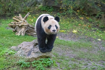 Obraz premium A giant panda standing on the grass, portrait 