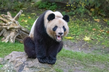 A giant panda standing on the grass, portrait 
