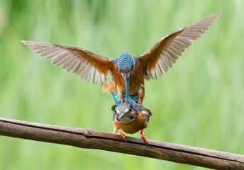 Common kingfisher, Alcedo atthis. A family of birds is engaged in the continuation of its species