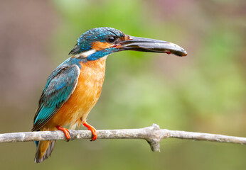 Common kingfisher, Alcedo atthis. The male bird caught a fish and brought it to the nest