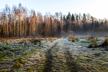 Late autumn in the swamp