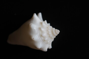 Coquillage blanc en gros plan (conque blanche tropicale) en clair-obscur