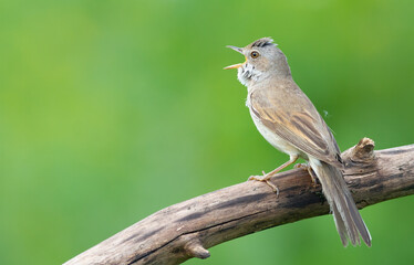 Common Whitethroat, Sylvia communis. The male sings, sitting on a branch against a green background