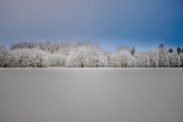 Winter forest