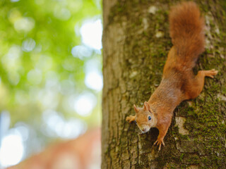 Cute squirrel in a park in Munich, Germany summer travel to Europe. Wildlife in green park. Sciurus vulgaris. © Seleznov_Molchanova