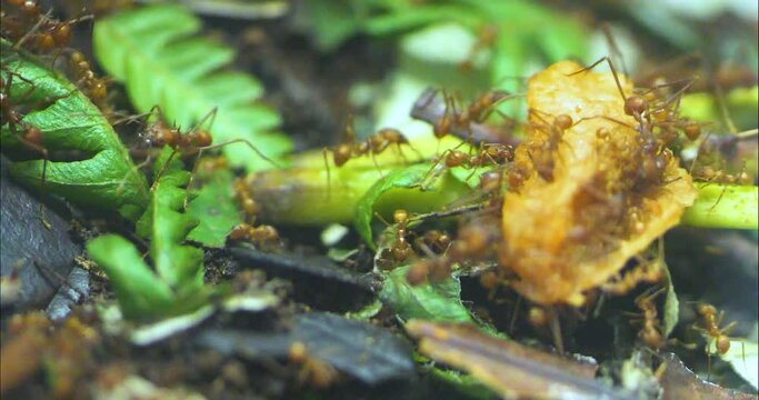 Close up of Leaf cutter ants collecting and crawling around