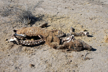 Cow Carcass in the Colorado Desert