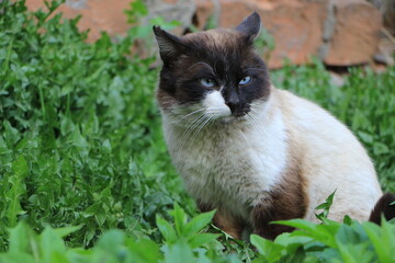 Siamese cat in the green grass in the garden. Selective focus. Copy space