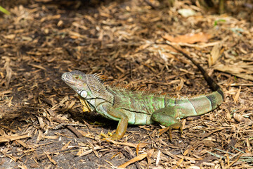 High angle side view of large adult green iguana standing immobile with alert expression, Fort Lauderdale, Florida, USA   