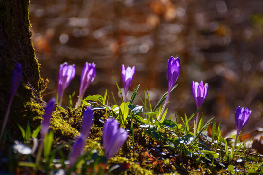 bunch of blooming wild crocus on the glade. floral nature background
