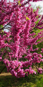 redbud tree in full blossom among green trees. city park nature background