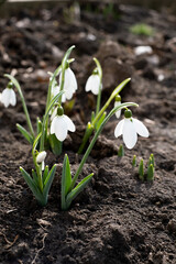 white snowdrops in the ground