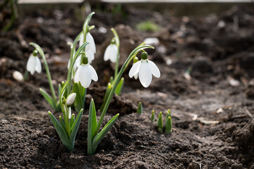 white snowdrops in the ground, spring flowers.
