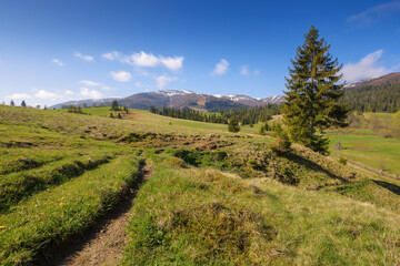 Fototapeta premium mountainous scenery in spring with grassy hills and fields. beautiful rural landscape in morning light