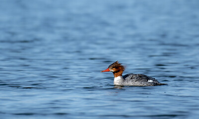Close-up of a common merganser swimming at sea