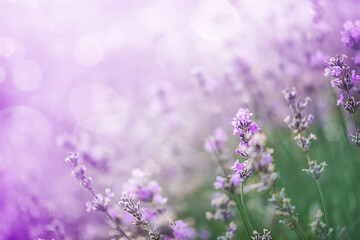 Naklejka premium Beautiful lavender in the rays of light, a fairy tale landscape