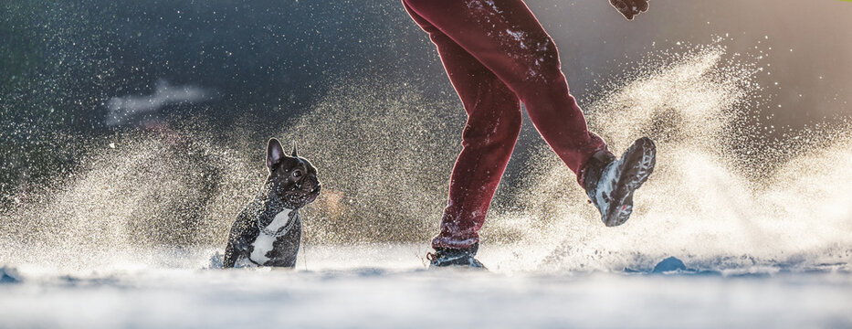 A man plays in the snow with a French bulldog dog