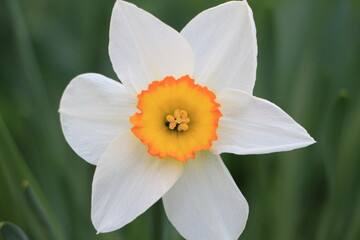 White daffodil flower close up. Green blurred background. Selective focus. Copy space