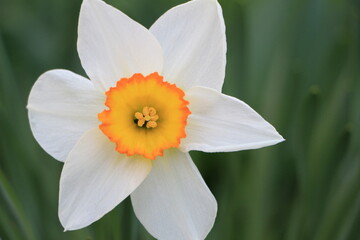 Fototapeta premium White daffodil flower close up. Green blurred background. Selective focus. Copy space