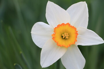 Fototapeta premium White narcissus flower close up. Green blurred background. Selective focus. Copy space