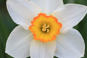 Fototapeta premium White daffodil flower close up. Green blurred background. Selective focus. Copy space