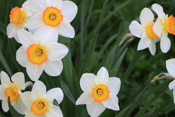 White flowers of daffodils in the garden closeup. Green background. Selective focus. Out of focus. Сopy space