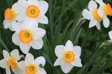 White flowers of daffodils in the garden closeup. Green background. Selective focus. Out of focus. Сopy space
