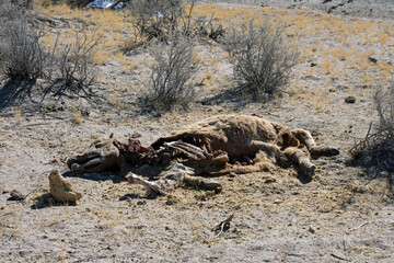 Cow Carcass in the Colorado Desert