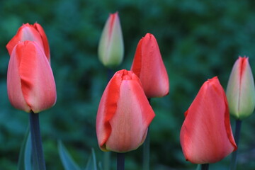 Red tulip flowers closeup on a green blurred background out of focus. Background. Layer. Selective focus. Copy space
