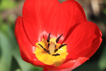 Fototapeta na wymiar Red tulip flower in the garden close up. Green blurred background. Selective focus. Out of focus. Copy space