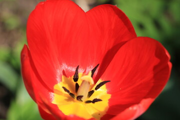 Fototapeta na wymiar Red tulip flower in the garden close up. Green blurred background. Selective focus. Out of focus. Copy space