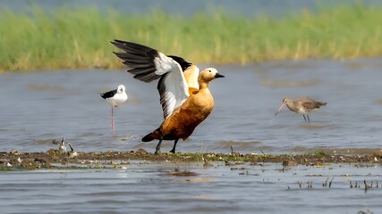 The ruddy shelduck (Tadorna ferruginea)