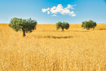 Vast golden yellow wheat field with three small olive trees, under a lonely cloud.