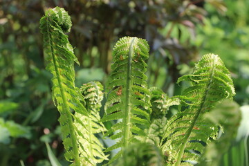 Green branches of a fern closeup. Blurred green background. bokeh. Background. Layer. Selective focus. Copy space