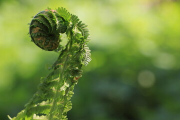 Green fern branch closeup. Blurred green background. Bokeh. Background. Layer. Selective focus. Copy space