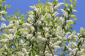 Blooming bird cherry. White bird cherry flowers against a blue sky. Selective focus