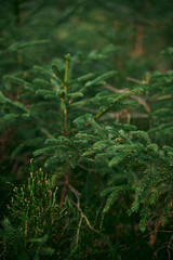 Green sprouts of spruce trees. Young sapling of spruce grows in the forest ground with green moss. Small coniferous tree.