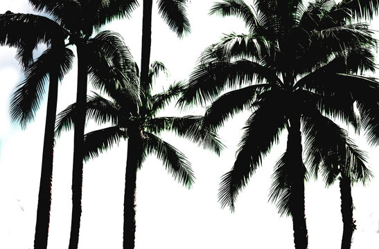 Isolated fresh palm trees silhouettes background created with generative ai