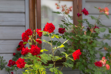 Climbing red and orange roses bloom in the garden near the window of small wooden house