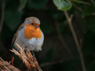 Close-up of robin on a branch on dark background