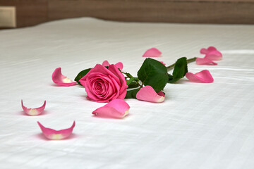 Disheveled rose is lying on a snow-white bed. A symbol of a quarrel between people. Magical mood and mysterious rose